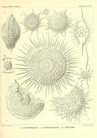 Reproducción/Reproduction 37096562965: Report on the scientific results of the voyage of H.M.S. Challenger during the years 1873-76 under the command of Captain George S. Nares .... Edinburgh :Neill,1880-1895.
