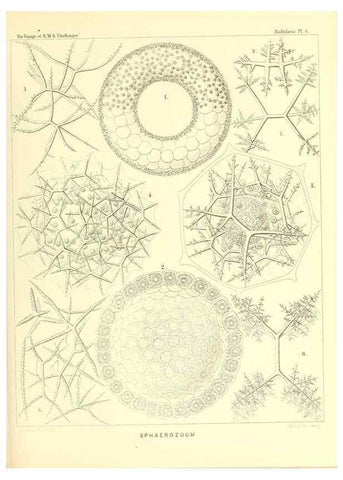 Reproducción/Reproduction 36700217620: Report on the scientific results of the voyage of H.M.S. Challenger during the years 1873-76 under the command of Captain George S. Nares .... Edinburgh :Neill,1880-1895.