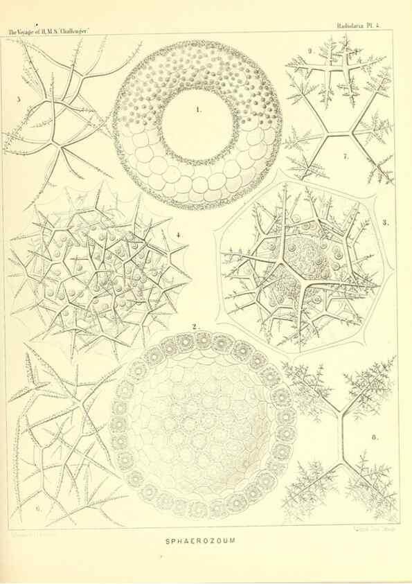 Reproducción/Reproduction 36700217620: Report on the scientific results of the voyage of H.M.S. Challenger during the years 1873-76 under the command of Captain George S. Nares .... Edinburgh :Neill,1880-1895.