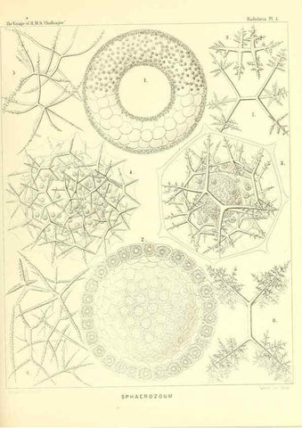 Reproducción/Reproduction 36700217620: Report on the scientific results of the voyage of H.M.S. Challenger during the years 1873-76 under the command of Captain George S. Nares .... Edinburgh :Neill,1880-1895.