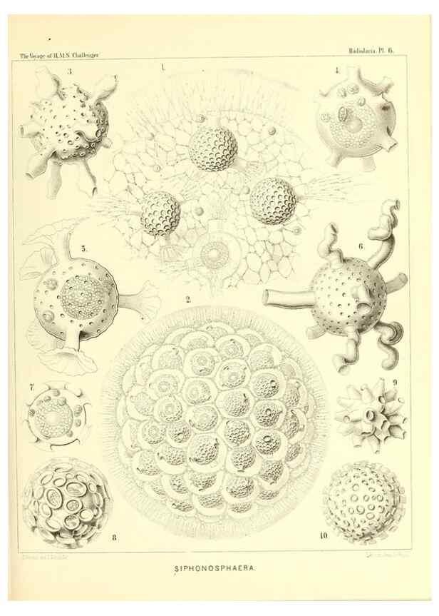 Reproducción/Reproduction 36700221630: Report on the scientific results of the voyage of H.M.S. Challenger during the years 1873-76 under the command of Captain George S. Nares .... Edinburgh :Neill,1880-1895.