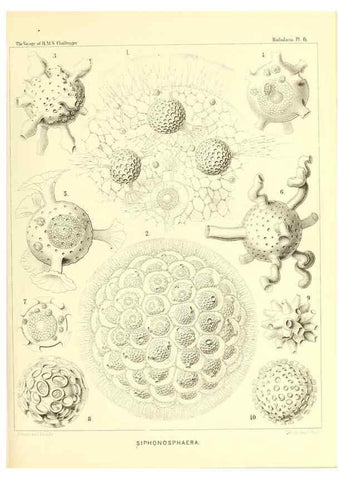 Reproducción/Reproduction 36700221630: Report on the scientific results of the voyage of H.M.S. Challenger during the years 1873-76 under the command of Captain George S. Nares .... Edinburgh :Neill,1880-1895.