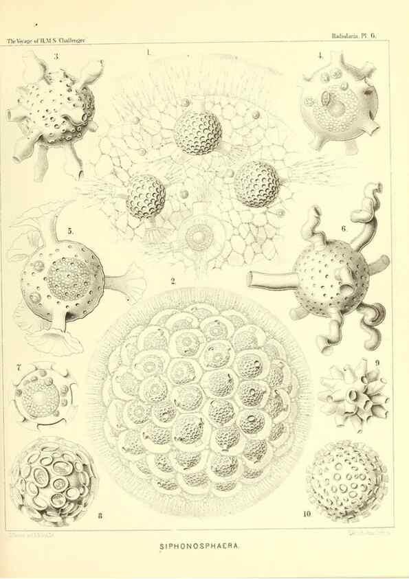 Reproducción/Reproduction 36700221630: Report on the scientific results of the voyage of H.M.S. Challenger during the years 1873-76 under the command of Captain George S. Nares .... Edinburgh :Neill,1880-1895.