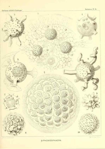 Reproducción/Reproduction 36700221630: Report on the scientific results of the voyage of H.M.S. Challenger during the years 1873-76 under the command of Captain George S. Nares .... Edinburgh :Neill,1880-1895.