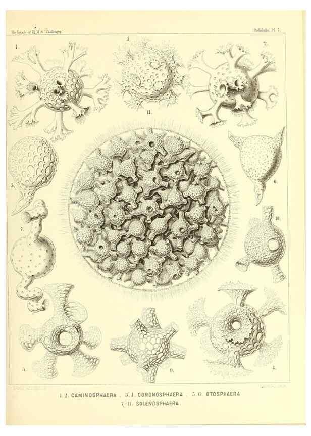 Reproducción/Reproduction 36283638443: Report on the scientific results of the voyage of H.M.S. Challenger during the years 1873-76 under the command of Captain George S. Nares .... Edinburgh :Neill,1880-1895.