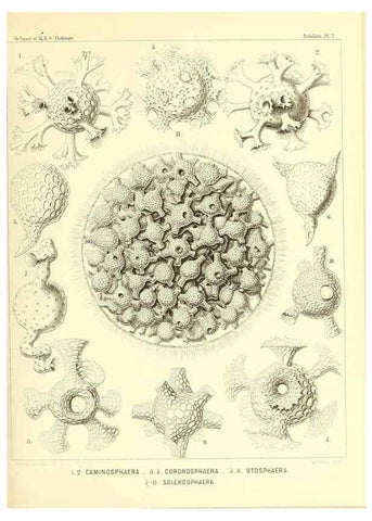 Reproducción/Reproduction 36283638443: Report on the scientific results of the voyage of H.M.S. Challenger during the years 1873-76 under the command of Captain George S. Nares .... Edinburgh :Neill,1880-1895.