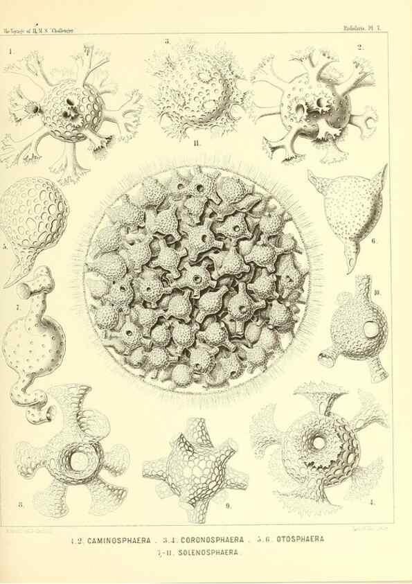 Reproducción/Reproduction 36283638443: Report on the scientific results of the voyage of H.M.S. Challenger during the years 1873-76 under the command of Captain George S. Nares .... Edinburgh :Neill,1880-1895.