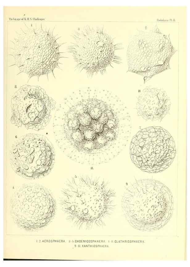 Reproducción/Reproduction 36283639843: Report on the scientific results of the voyage of H.M.S. Challenger during the years 1873-76 under the command of Captain George S. Nares .... Edinburgh :Neill,1880-1895.