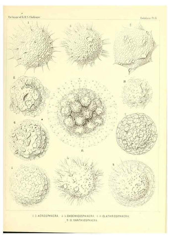 Reproducción/Reproduction 36283639843: Report on the scientific results of the voyage of H.M.S. Challenger during the years 1873-76 under the command of Captain George S. Nares .... Edinburgh :Neill,1880-1895.