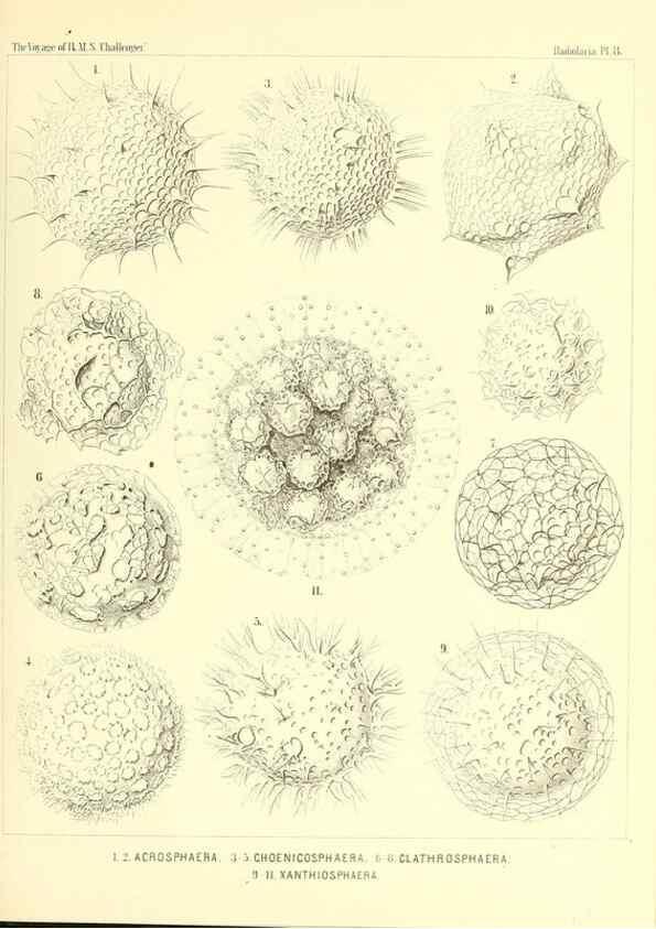 Reproducción/Reproduction 36283639843: Report on the scientific results of the voyage of H.M.S. Challenger during the years 1873-76 under the command of Captain George S. Nares .... Edinburgh :Neill,1880-1895.