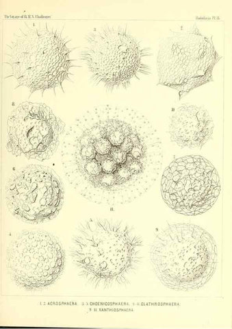 Reproducción/Reproduction 36283639843: Report on the scientific results of the voyage of H.M.S. Challenger during the years 1873-76 under the command of Captain George S. Nares .... Edinburgh :Neill,1880-1895.