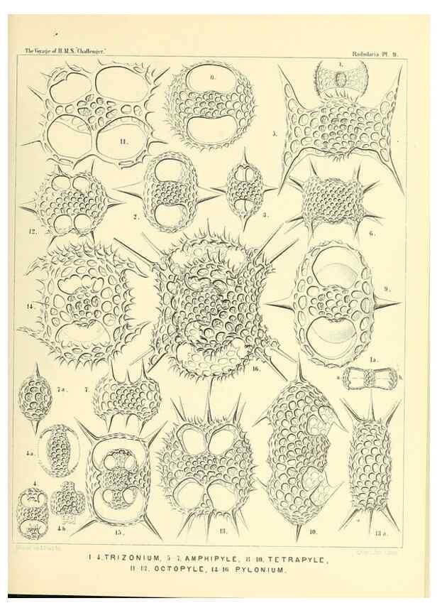 Reproducción/Reproduction 36283641003: Report on the scientific results of the voyage of H.M.S. Challenger during the years 1873-76 under the command of Captain George S. Nares .... Edinburgh :Neill,1880-1895.