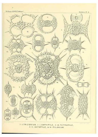 Reproducción/Reproduction 36283641003: Report on the scientific results of the voyage of H.M.S. Challenger during the years 1873-76 under the command of Captain George S. Nares .... Edinburgh :Neill,1880-1895.