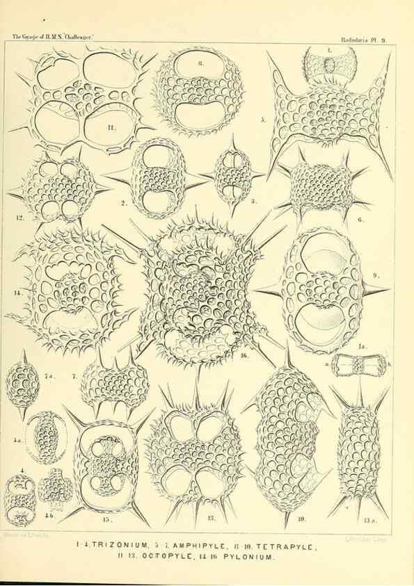 Reproducción/Reproduction 36283641003: Report on the scientific results of the voyage of H.M.S. Challenger during the years 1873-76 under the command of Captain George S. Nares .... Edinburgh :Neill,1880-1895.