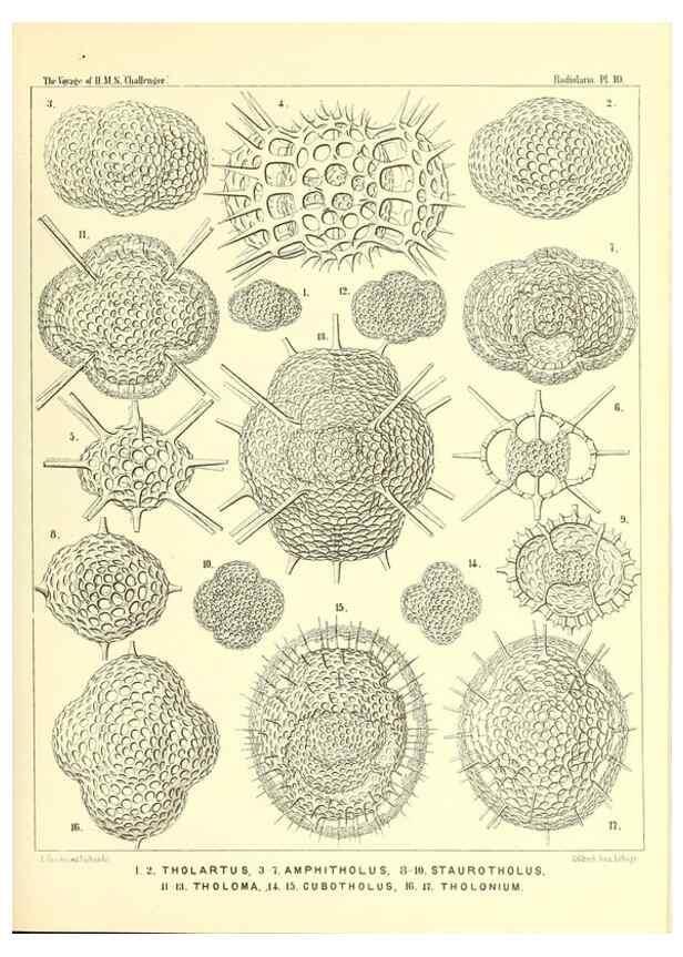 Reproducción/Reproduction 36283641983: Report on the scientific results of the voyage of H.M.S. Challenger during the years 1873-76 under the command of Captain George S. Nares .... Edinburgh :Neill,1880-1895.