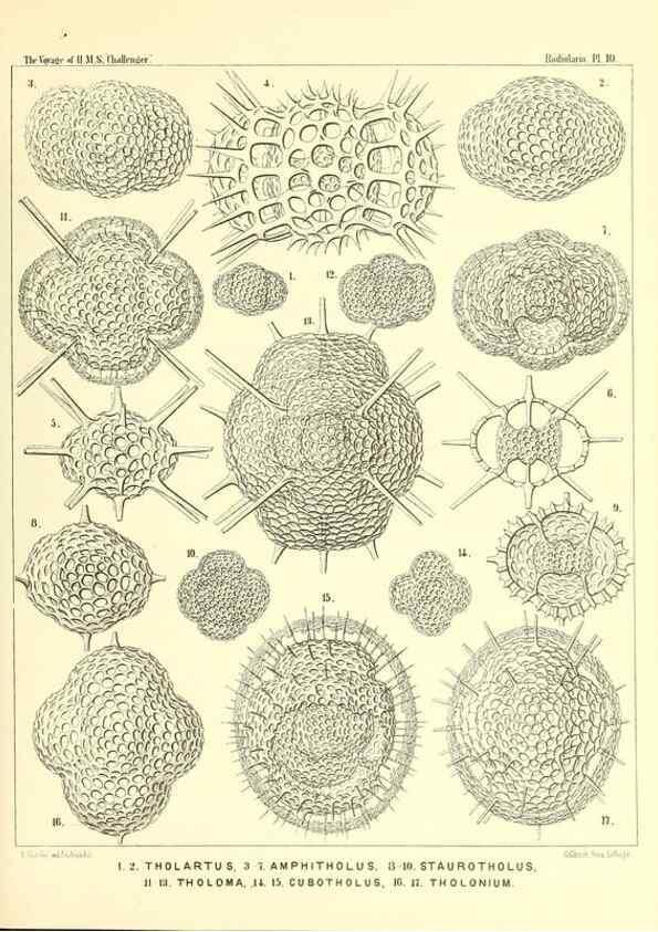 Reproducción/Reproduction 36283641983: Report on the scientific results of the voyage of H.M.S. Challenger during the years 1873-76 under the command of Captain George S. Nares .... Edinburgh :Neill,1880-1895.