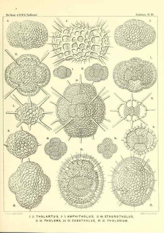 Reproducción/Reproduction 36283641983: Report on the scientific results of the voyage of H.M.S. Challenger during the years 1873-76 under the command of Captain George S. Nares .... Edinburgh :Neill,1880-1895.