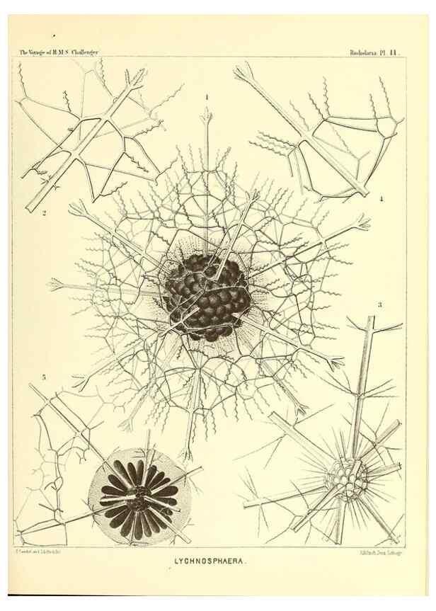 Reproducción/Reproduction 36283642973: Report on the scientific results of the voyage of H.M.S. Challenger during the years 1873-76 under the command of Captain George S. Nares .... Edinburgh :Neill,1880-1895.