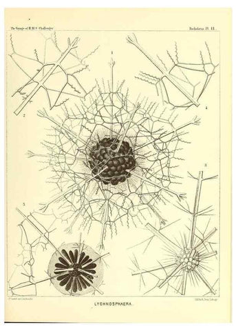 Reproducción/Reproduction 36283642973: Report on the scientific results of the voyage of H.M.S. Challenger during the years 1873-76 under the command of Captain George S. Nares .... Edinburgh :Neill,1880-1895.