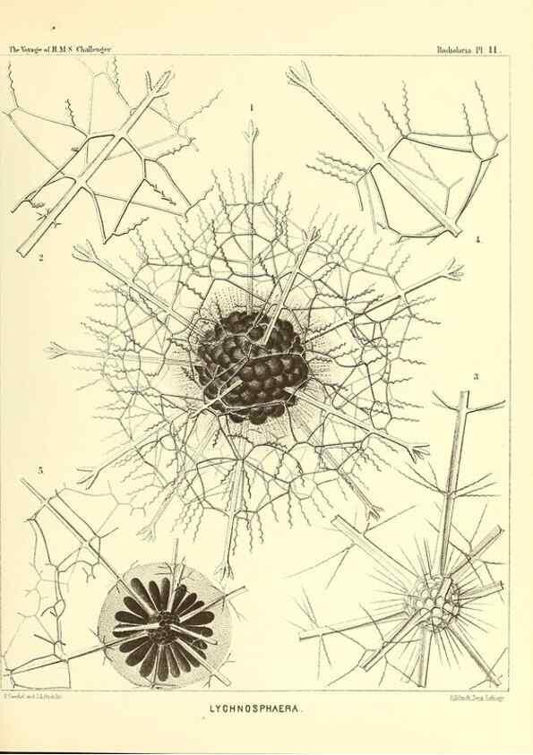 Reproducción/Reproduction 36283642973: Report on the scientific results of the voyage of H.M.S. Challenger during the years 1873-76 under the command of Captain George S. Nares .... Edinburgh :Neill,1880-1895.