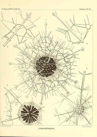 Reproducción/Reproduction 36283642973: Report on the scientific results of the voyage of H.M.S. Challenger during the years 1873-76 under the command of Captain George S. Nares .... Edinburgh :Neill,1880-1895.