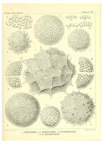 Reproducción/Reproduction 36283644103: Report on the scientific results of the voyage of H.M.S. Challenger during the years 1873-76 under the command of Captain George S. Nares .... Edinburgh :Neill,1880-1895.