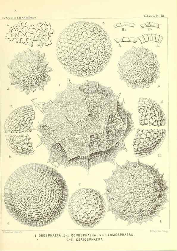 Reproducción/Reproduction 36283644103: Report on the scientific results of the voyage of H.M.S. Challenger during the years 1873-76 under the command of Captain George S. Nares .... Edinburgh :Neill,1880-1895.
