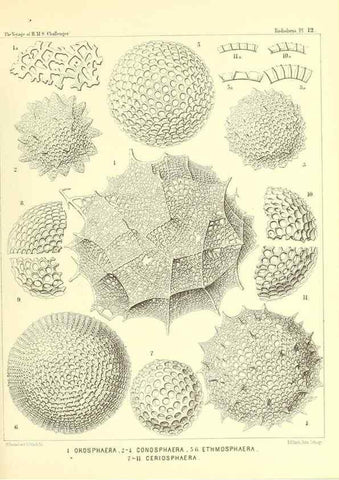 Reproducción/Reproduction 36283644103: Report on the scientific results of the voyage of H.M.S. Challenger during the years 1873-76 under the command of Captain George S. Nares .... Edinburgh :Neill,1880-1895.