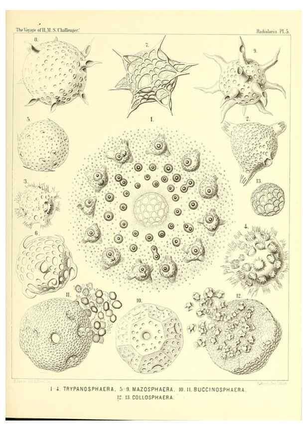 Reproducción/Reproduction 36700219580: Report on the scientific results of the voyage of H.M.S. Challenger during the years 1873-76 under the command of Captain George S. Nares .... Edinburgh :Neill,1880-1895.