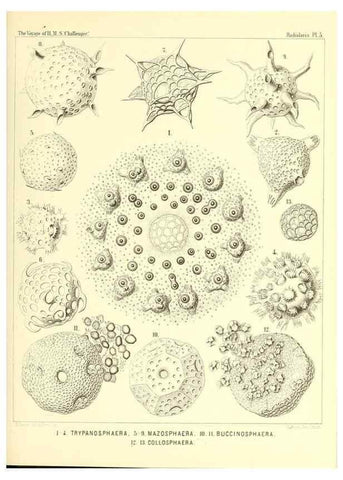 Reproducción/Reproduction 36700219580: Report on the scientific results of the voyage of H.M.S. Challenger during the years 1873-76 under the command of Captain George S. Nares .... Edinburgh :Neill,1880-1895.