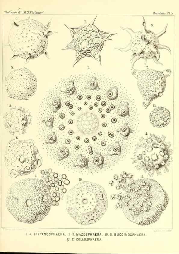 Reproducción/Reproduction 36700219580: Report on the scientific results of the voyage of H.M.S. Challenger during the years 1873-76 under the command of Captain George S. Nares .... Edinburgh :Neill,1880-1895.