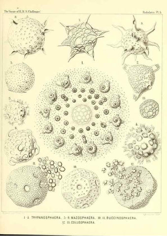 Reproducción/Reproduction 36700219580: Report on the scientific results of the voyage of H.M.S. Challenger during the years 1873-76 under the command of Captain George S. Nares .... Edinburgh :Neill,1880-1895.