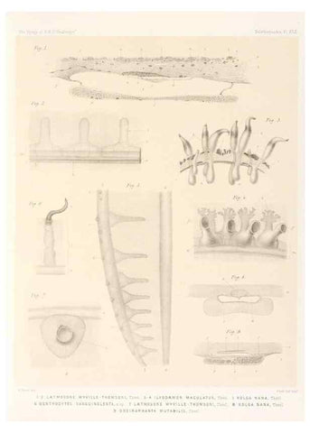 Reproducción/Reproduction 36261118874: Report on the scientific results of the voyage of H.M.S. Challenger during the years 1873-76 under the command of Captain George S. Nares .... Edinburgh :Neill,1880-1895.