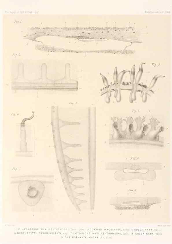 Reproducción/Reproduction 36261118874: Report on the scientific results of the voyage of H.M.S. Challenger during the years 1873-76 under the command of Captain George S. Nares .... Edinburgh :Neill,1880-1895.