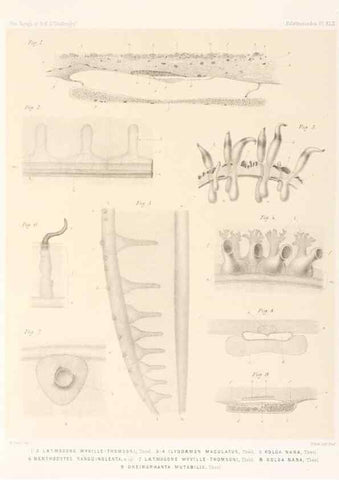 Reproducción/Reproduction 36261118874: Report on the scientific results of the voyage of H.M.S. Challenger during the years 1873-76 under the command of Captain George S. Nares .... Edinburgh :Neill,1880-1895.