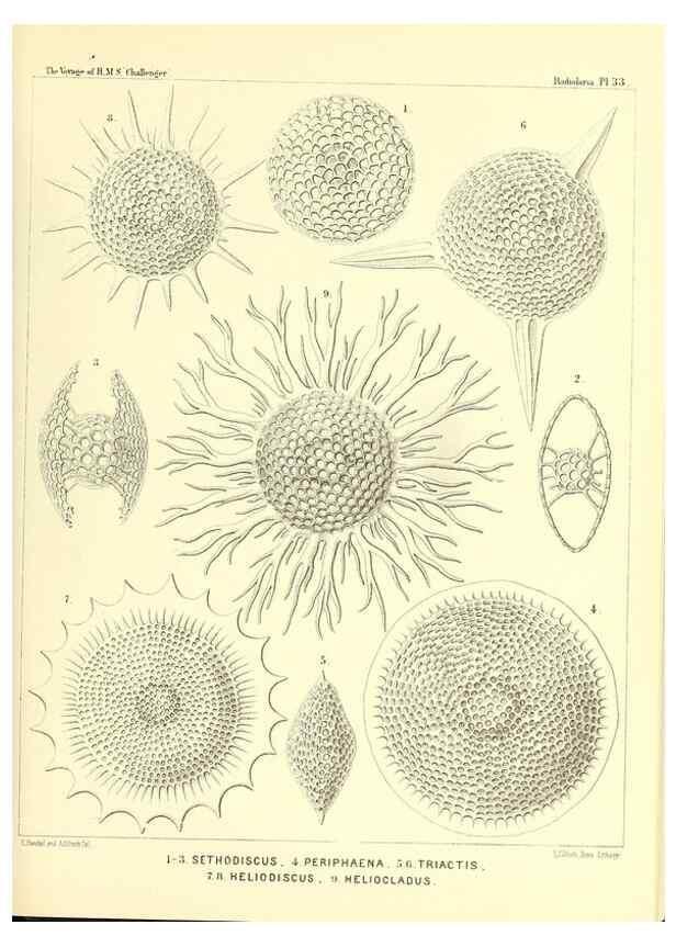 Reproducción/Reproduction 37096565785: Report on the scientific results of the voyage of H.M.S. Challenger during the years 1873-76 under the command of Captain George S. Nares .... Edinburgh :Neill,1880-1895.