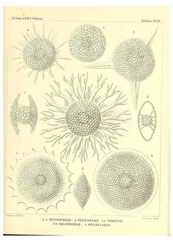 Reproducción/Reproduction 37096565785: Report on the scientific results of the voyage of H.M.S. Challenger during the years 1873-76 under the command of Captain George S. Nares .... Edinburgh :Neill,1880-1895.