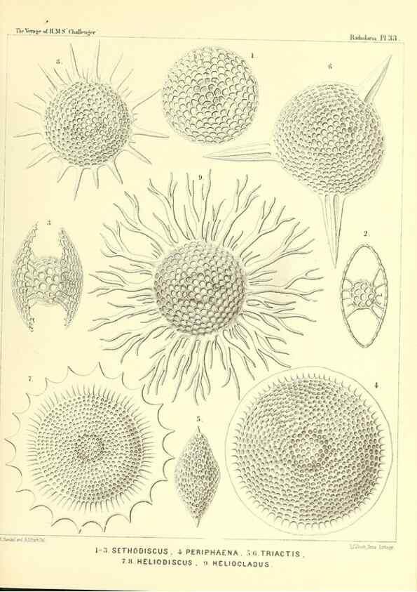 Reproducción/Reproduction 37096565785: Report on the scientific results of the voyage of H.M.S. Challenger during the years 1873-76 under the command of Captain George S. Nares .... Edinburgh :Neill,1880-1895.