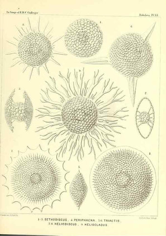 Reproducción/Reproduction 37096565785: Report on the scientific results of the voyage of H.M.S. Challenger during the years 1873-76 under the command of Captain George S. Nares .... Edinburgh :Neill,1880-1895.