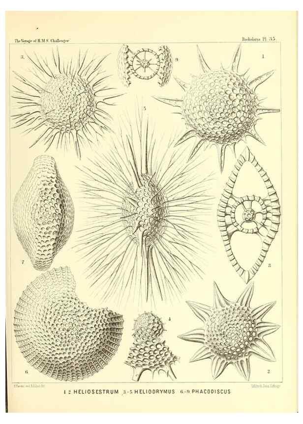 Reproducción/Reproduction 37096571325: Report on the scientific results of the voyage of H.M.S. Challenger during the years 1873-76 under the command of Captain George S. Nares .... Edinburgh :Neill,1880-1895.