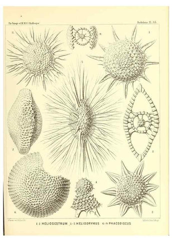 Reproducción/Reproduction 37096571325: Report on the scientific results of the voyage of H.M.S. Challenger during the years 1873-76 under the command of Captain George S. Nares .... Edinburgh :Neill,1880-1895.