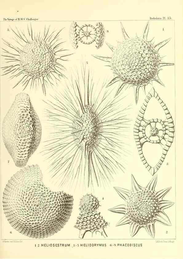 Reproducción/Reproduction 37096571325: Report on the scientific results of the voyage of H.M.S. Challenger during the years 1873-76 under the command of Captain George S. Nares .... Edinburgh :Neill,1880-1895.