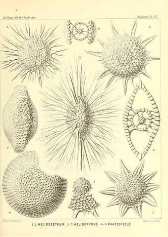 Reproducción/Reproduction 37096571325: Report on the scientific results of the voyage of H.M.S. Challenger during the years 1873-76 under the command of Captain George S. Nares .... Edinburgh :Neill,1880-1895.