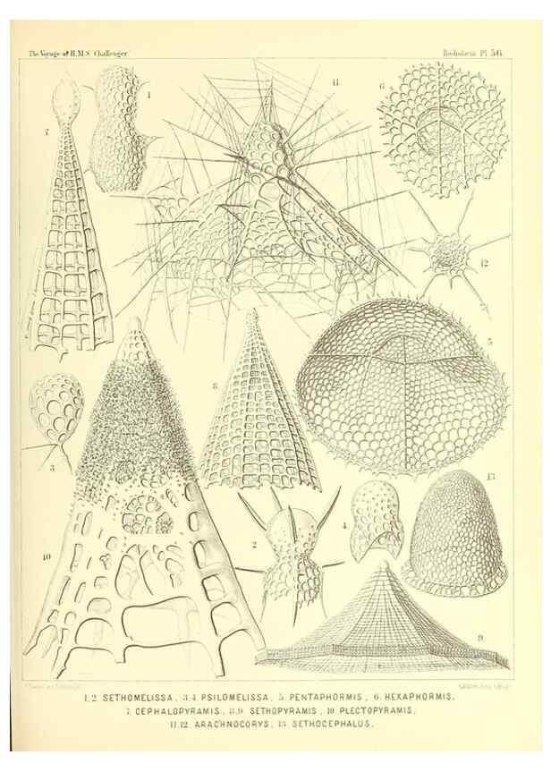 Reproducción/Reproduction 37096610635: Report on the scientific results of the voyage of H.M.S. Challenger during the years 1873-76 under the command of Captain George S. Nares .... Edinburgh :Neill,1880-1895.