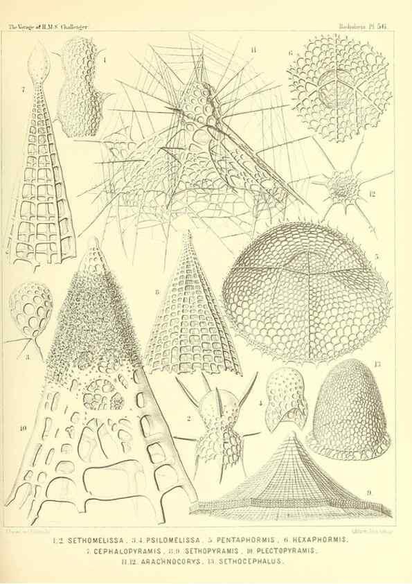 Reproducción/Reproduction 37096610635: Report on the scientific results of the voyage of H.M.S. Challenger during the years 1873-76 under the command of Captain George S. Nares .... Edinburgh :Neill,1880-1895.