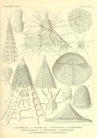 Reproducción/Reproduction 37096610635: Report on the scientific results of the voyage of H.M.S. Challenger during the years 1873-76 under the command of Captain George S. Nares .... Edinburgh :Neill,1880-1895.