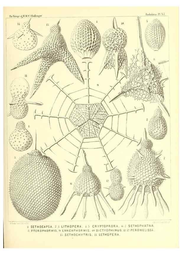 Reproducción/Reproduction 37096612835: Report on the scientific results of the voyage of H.M.S. Challenger during the years 1873-76 under the command of Captain George S. Nares .... Edinburgh :Neill,1880-1895.