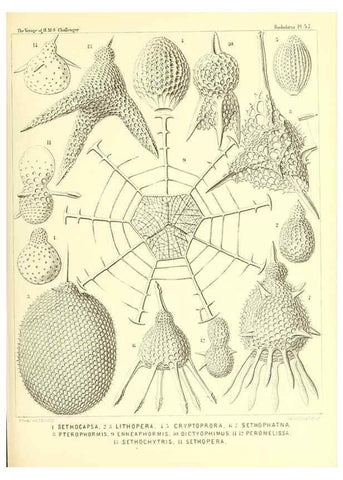 Reproducción/Reproduction 37096612835: Report on the scientific results of the voyage of H.M.S. Challenger during the years 1873-76 under the command of Captain George S. Nares .... Edinburgh :Neill,1880-1895.