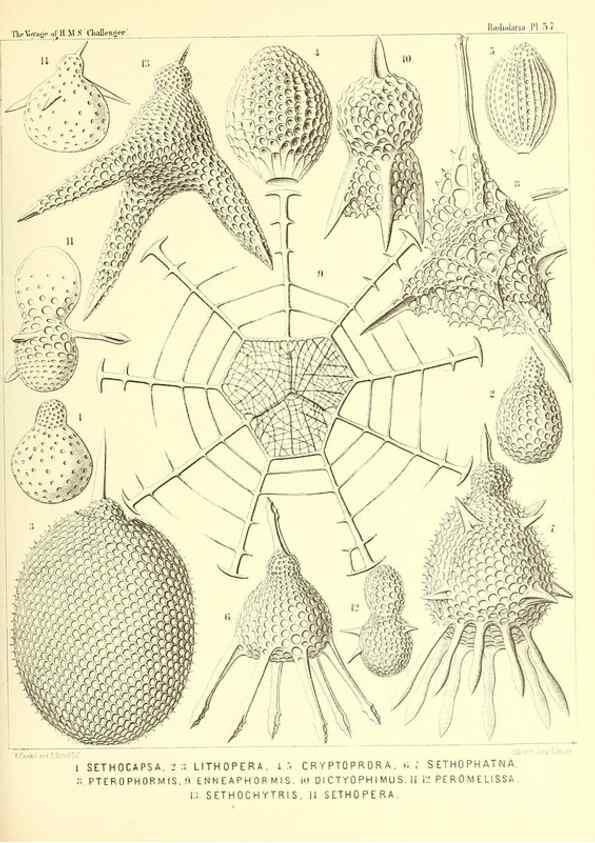 Reproducción/Reproduction 37096612835: Report on the scientific results of the voyage of H.M.S. Challenger during the years 1873-76 under the command of Captain George S. Nares .... Edinburgh :Neill,1880-1895.