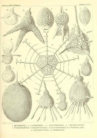 Reproducción/Reproduction 37096612835: Report on the scientific results of the voyage of H.M.S. Challenger during the years 1873-76 under the command of Captain George S. Nares .... Edinburgh :Neill,1880-1895.